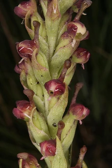 Disa rungweensis