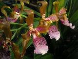 Odontoglossum wyattianum