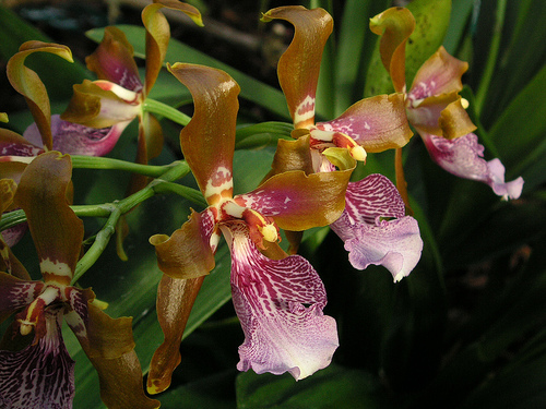 Odontoglossum wyattianum | Orchids Wiki | Fandom