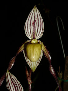 Paphiopedilum philippinense