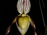 Paphiopedilum philippinense