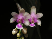 Phalaenopsis deliciosa