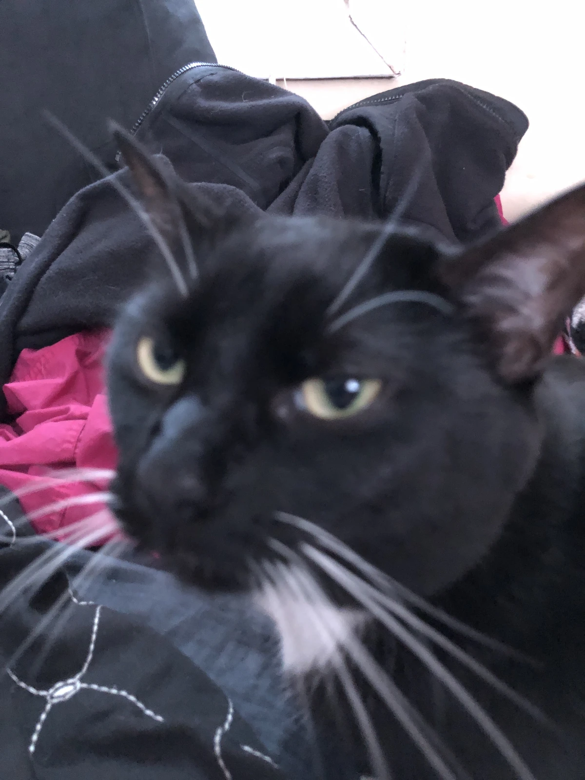 max oreo