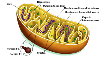 Mitocondria | Organelos celulares, descripción y función Wiki | Fandom