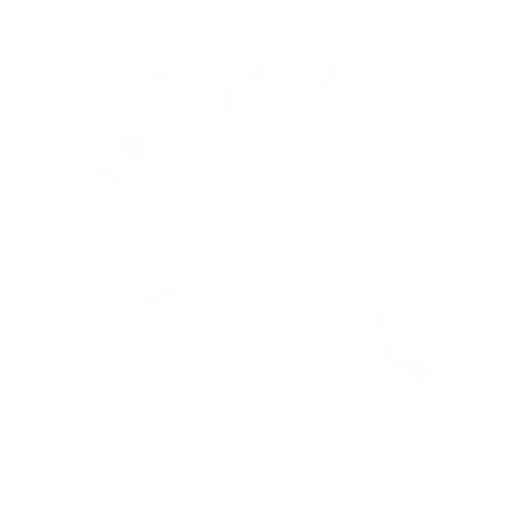 Spark Flame Ori and the Blind Forest Wiki Fandom