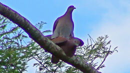 Patagioenas cayennensis - Pomba-galega