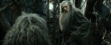 Gandalf thrain
