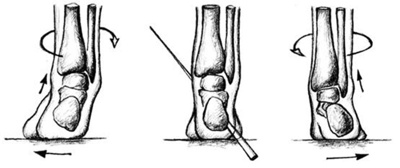 File:Ankle Eversion.JPG - Wikipedia