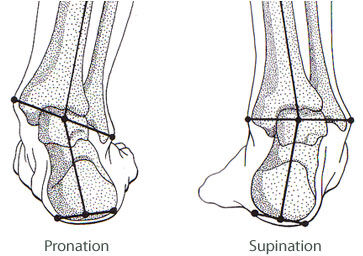 Supination, Orthopedia Wiki