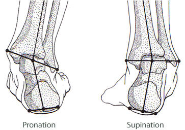 Pronation Orthopedia Wiki Fandom