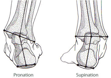 difference between pronation and supination