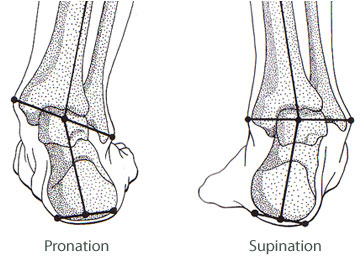 File:Pronation and supination.jpg - Wikipedia