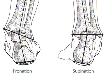 Pronation of the foot - Wikipedia