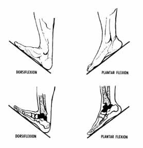 Pronation of the foot - Wikipedia