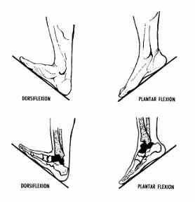 Dorsiflexion and Plantar Flexion of the Foot