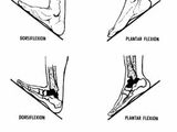 Movement of the Foot