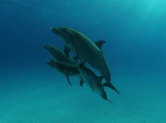 Cove 011.jpg (386 KB)