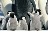 MarchPenguins 017