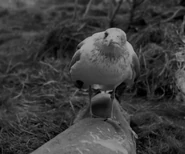 Lighthouse-0039.jpg (60 KB)