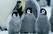 MarchPenguins 014