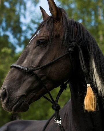 Frau in pferd kommt Können Mädchen