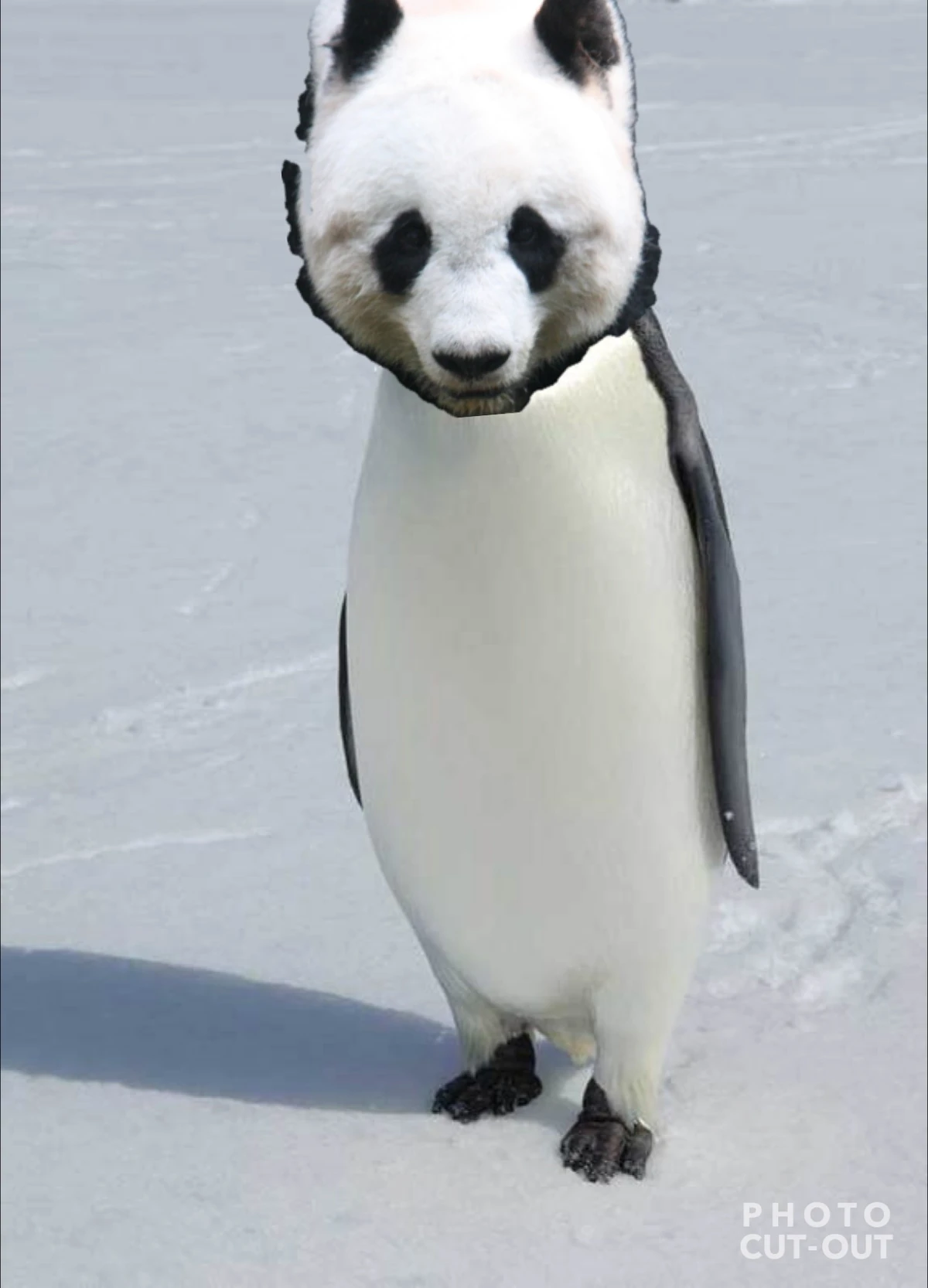 penguin-panda さま Panda vs Penguin | Animal Fun Arena [S1E7] | SPORE - YouTube