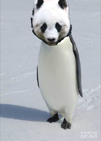 penguin-panda さま mqdefault.jpg