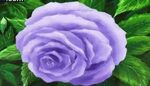 Lavenderrose