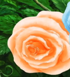 Orangerose