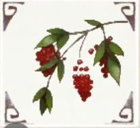Elven Elderberries