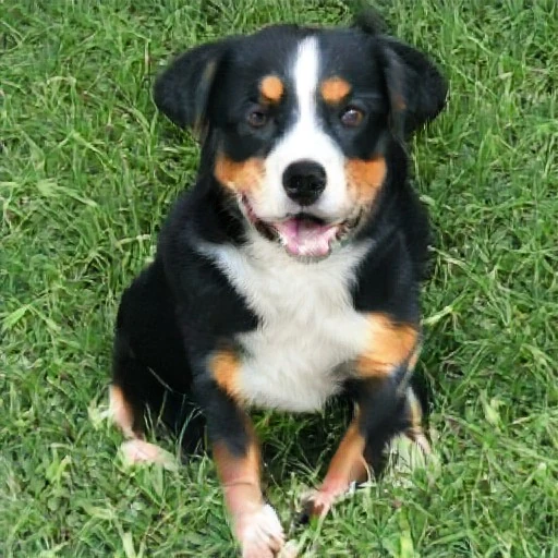 Mr. Sprinkles | Wiki Outbreak-Vallimorth | Fandom