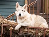 Rollo