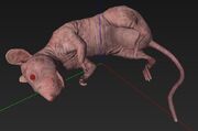 Rat