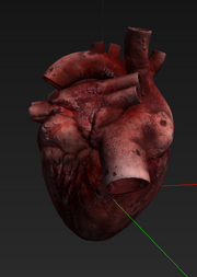 Heart model