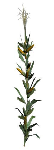 Corn-Plant-Render-1.png