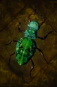 Crysocolla Beetle