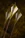Palladium Arrow