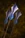 Soul Rupture Arrow