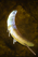 Frosted Crescent.png