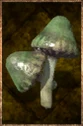 Common Mushroom