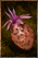 Cactus Fruit.png
