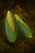 Maize.png
