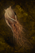 Ableroot.png
