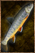 Raw Salmon.png