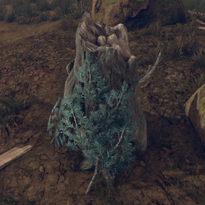 Hollowed Trunk