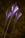 Mana Arrow