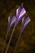 Mana Arrow