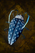 Funnel Beetle.png