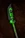 Shriek