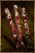 Jerky.png